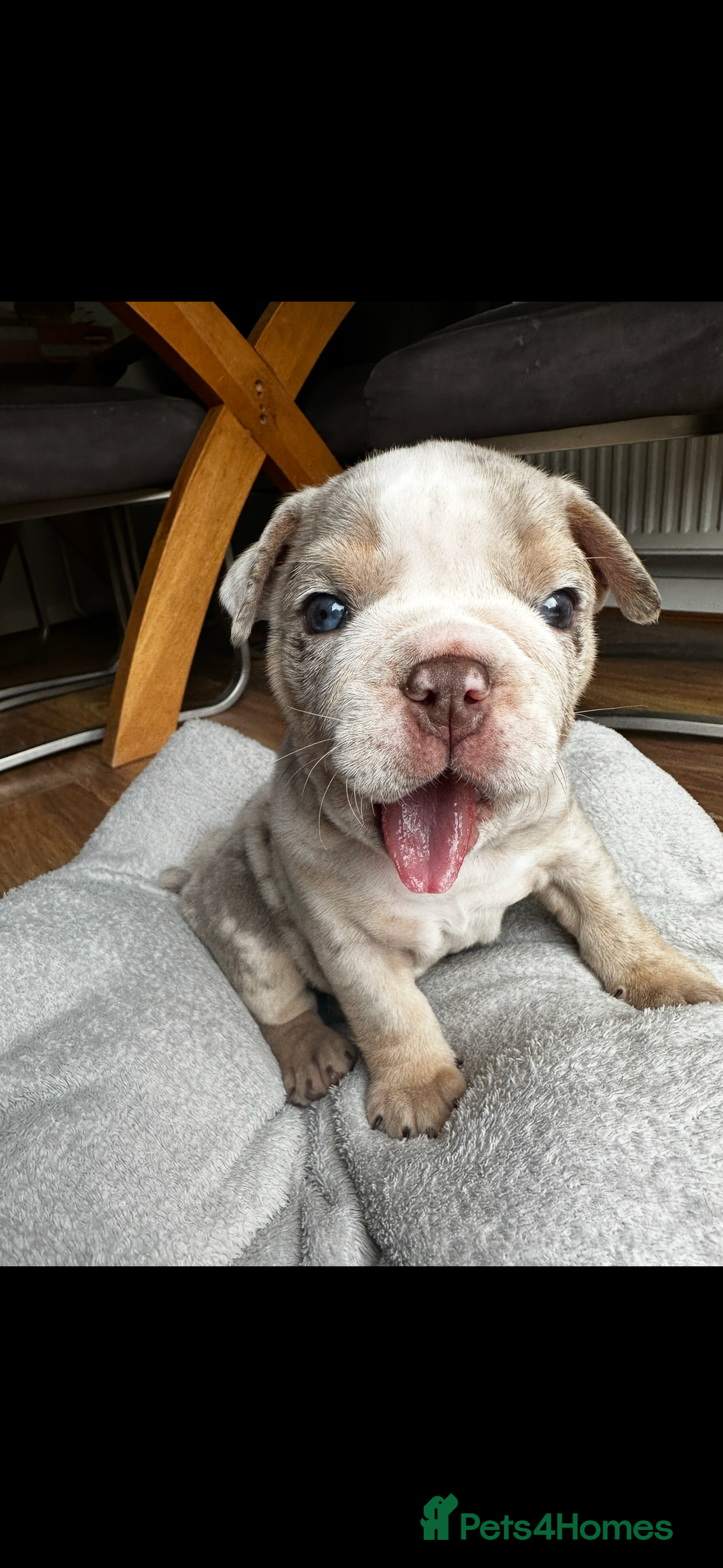 English Bulldog dogs for sale: Tiny Paws, Big Hearts – English Bulldog Puppies - Advert 1