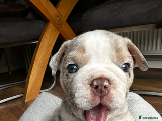 English Bulldog dogs Tiny Paws, Big Hearts – English Bulldog Puppies - Advert 2