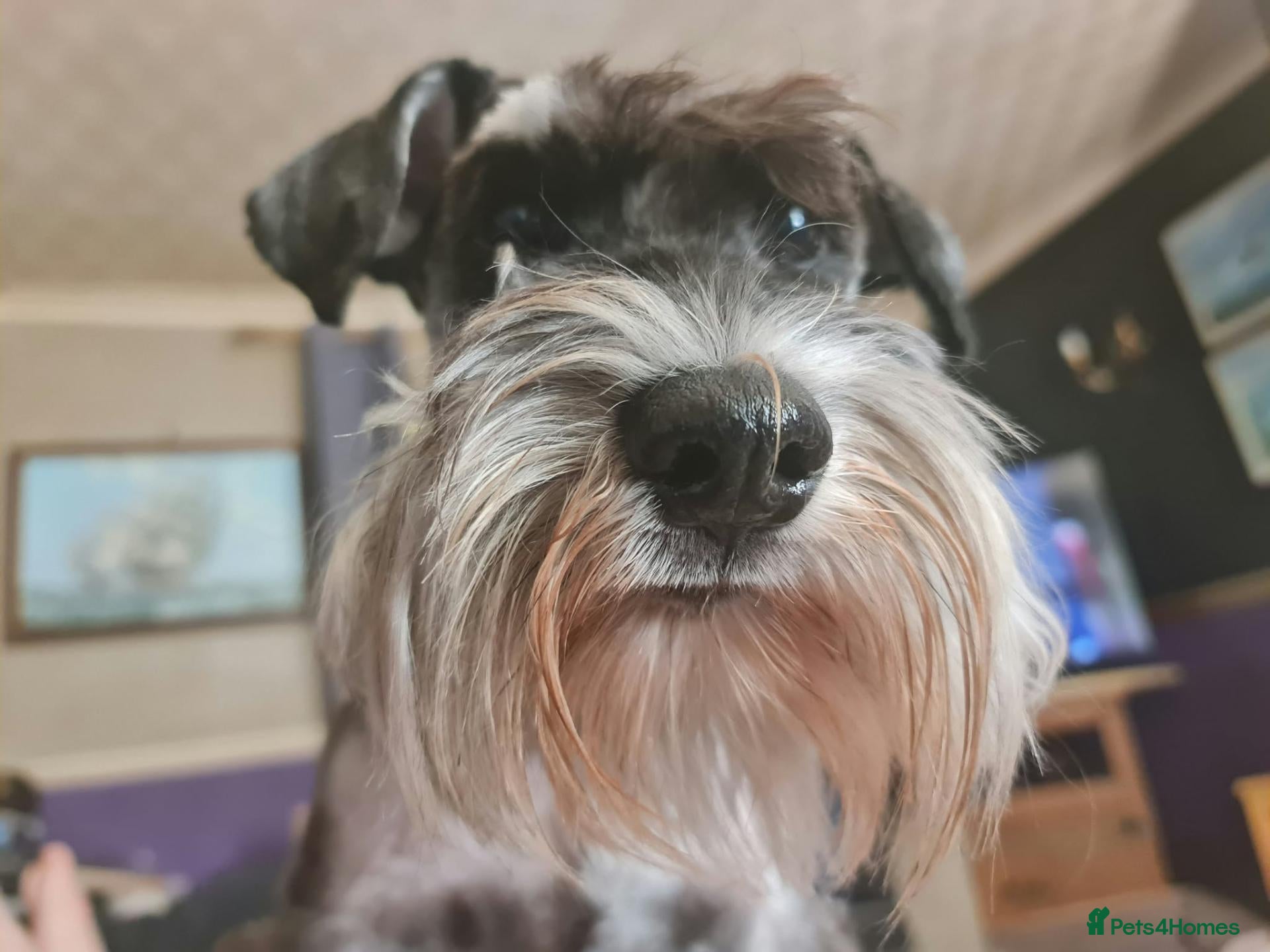 Miniature Schnauzer dogs Miniature Schnauzer for stud   - Advert 18