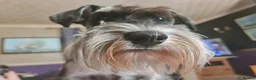 Miniature Schnauzer dogs for stud: Miniature Schnauzer for stud   - Advert 2