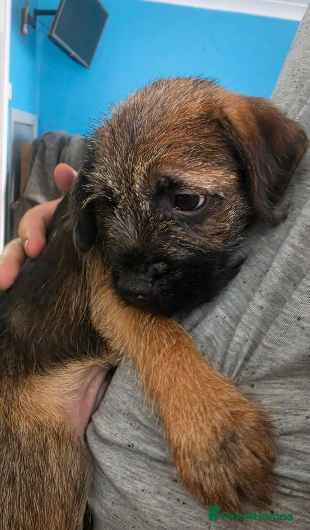 Border Terrier dogs for sale: KC Registered Border Terrier males  ready now  - Advert 1