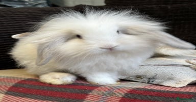 Mini Lop rabbits - Advert 7