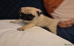 Pug dogs for sale: Gorgeous KC health tested fawn boy pug - Advert 5