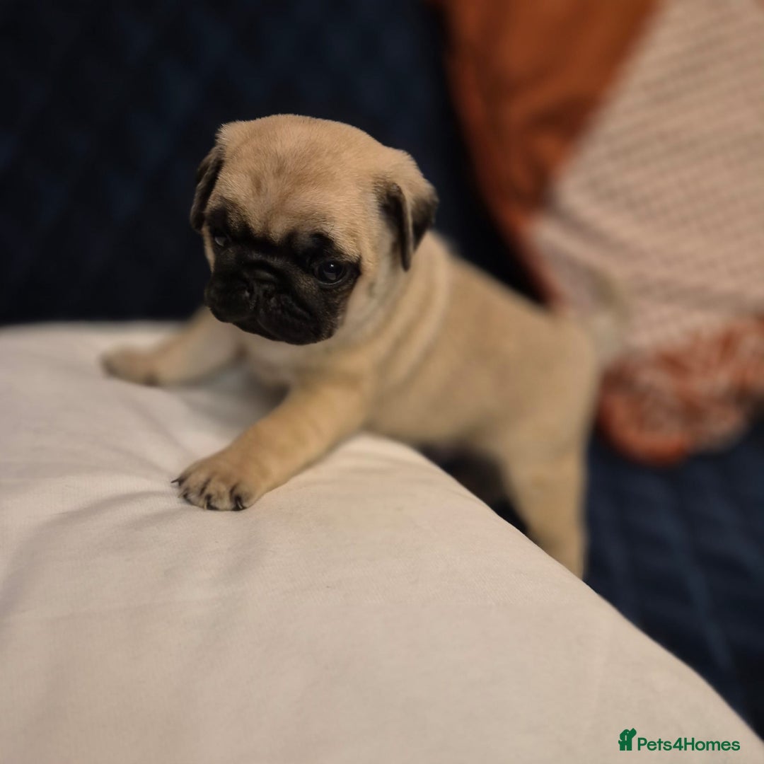 Pug dogs for sale: Gorgeous KC health tested fawn boy pug - Advert 5