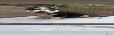 Siberian Husky Puppy boy 1