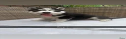 Siberian Husky dogs for sale: 4 beautiful huskies for sale in Dagenham - Advert 12