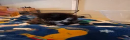Mixed Breed cats for sale: 2 Boys ready to leave 18th May  - Advert 9