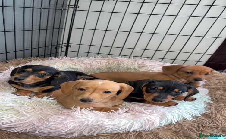 Miniature Dachshund dogs in Greenock - Advert 10