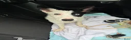 Border Collie dogs for sale: Skye  in Maidstone - Advert 5