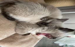 Ragdoll cats for sale: Ragdoll kittens - Image 1