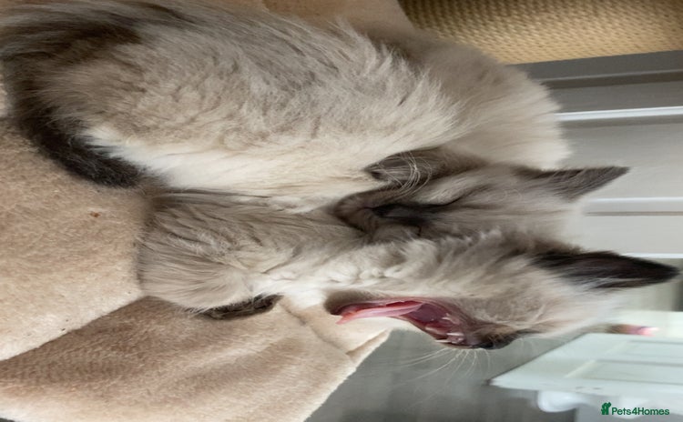 Ragdoll cats - Advert 13