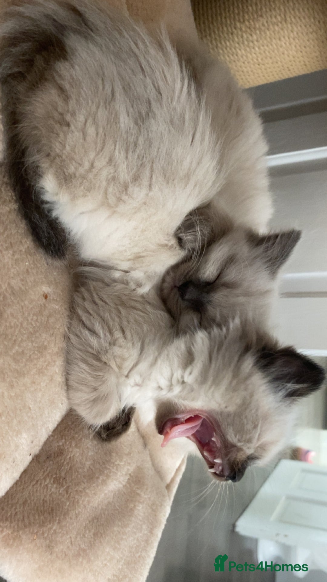 Ragdoll cats for sale: Ragdoll kittens - Image 1