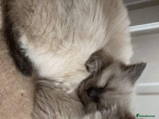 Ragdoll cats - Advert 34