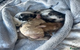 Cockapoo dogs for sale: Rare marked  small cockerpoo puppys  - Advert 18