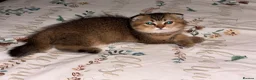 Scottish Fold cats for sale: Adorable Scottish Fold golden kitten  in Mitcham - Advert 3