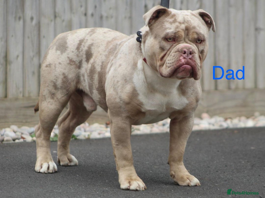 Olde English Bulldogge dogs for sale: Olde English Bulldogge puppies - Image 12