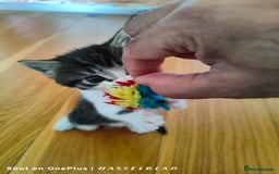 Turkish Angora cats for sale: REDUCED!!! Turkish Angora kittens for sale - Image 17