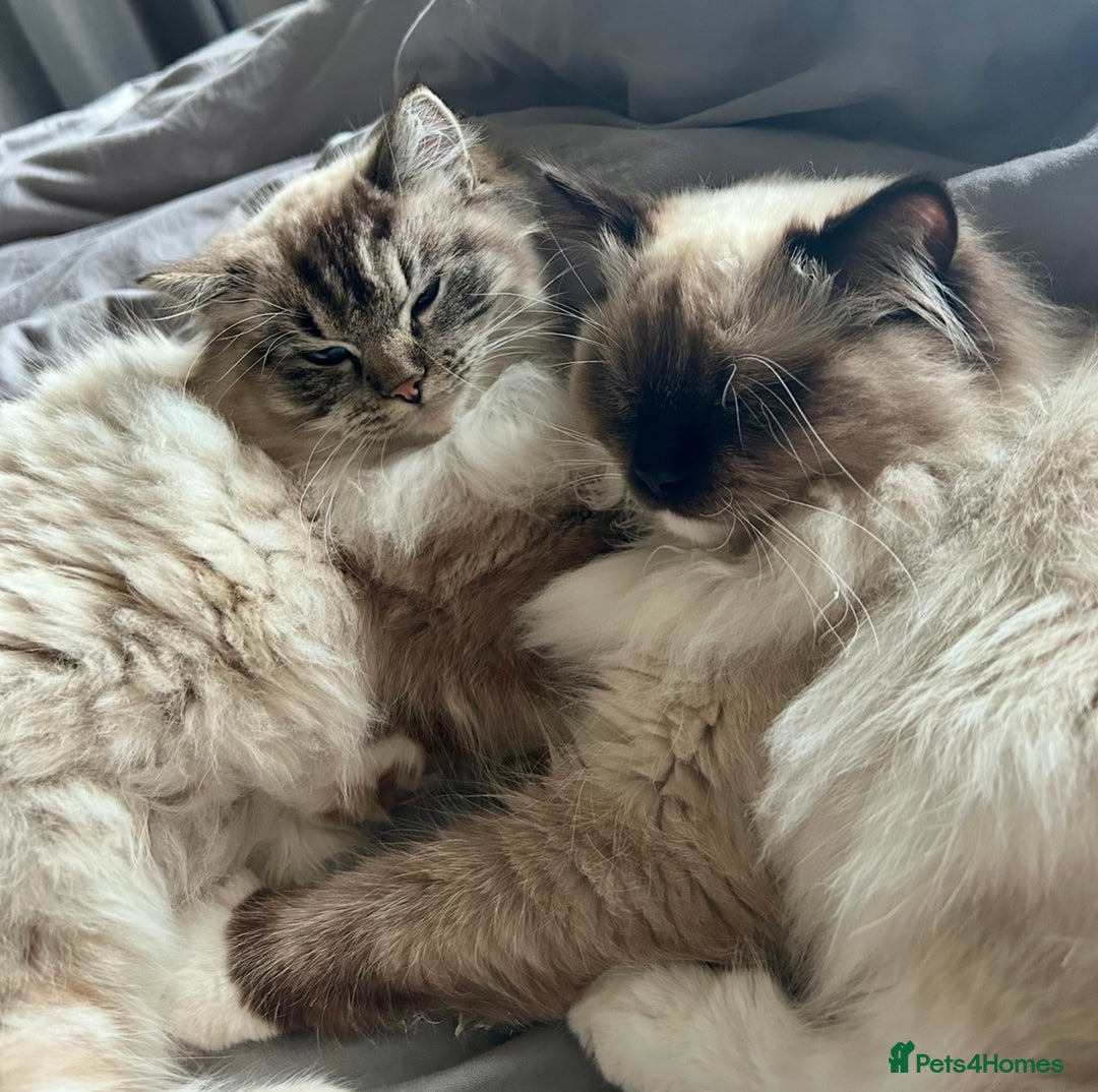 Ragdoll cats for sale: 4 Beautiful Female Ragdoll kittens for sale  - Image 22