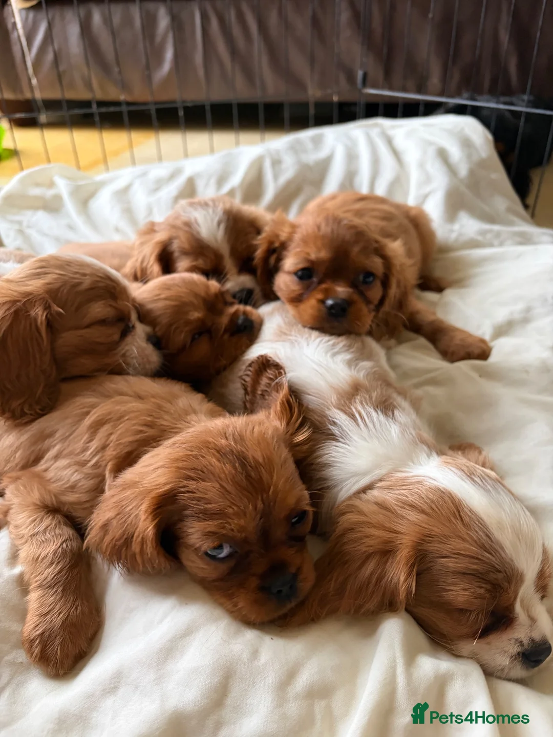 Cavalier King Charles Spaniel dogs for sale: 6 Cavalier King Charles Puppies For Sale - Advert 12