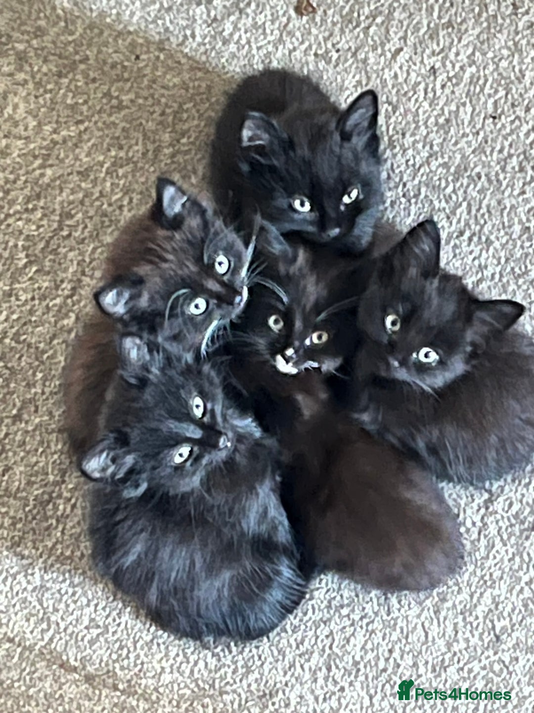 British Shorthair cats for sale: Beautiful, friendly, playful kittens - Image 2