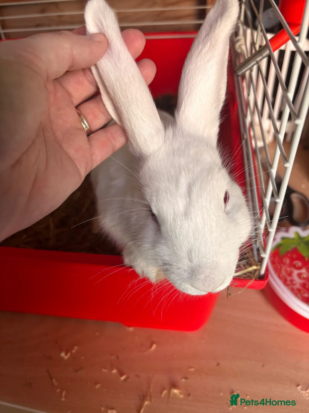 Lionhead rabbits for sale: Lion head - Advert 1