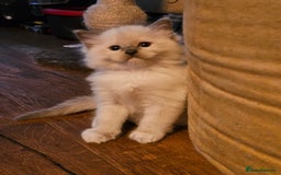Ragdoll cats for sale: Amazing Ragdoll Babies - Image 9