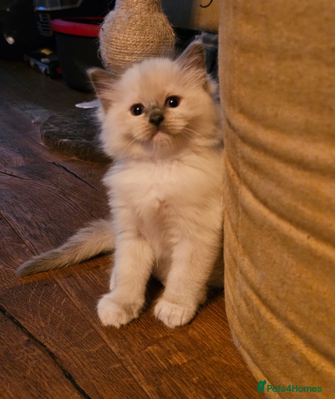 Ragdoll cats for sale: Amazing Ragdoll Babies - Image 9
