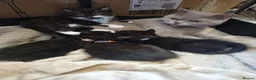 British Shorthair cats for sale: Beautiful British short hair cross kittens - Advert 8