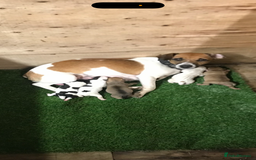 Jack Russell dogs for sale: Tri coloured Jack Russel pups  - Advert 11