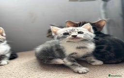 Bengal cats for sale: Full bengal kittens - Image 11