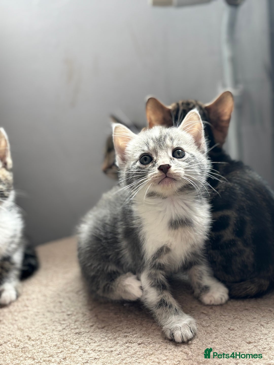 Bengal cats for sale: Full bengal kittens - Image 11