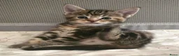Mixed Breed cats for sale: Fantastic Four - Advert 27