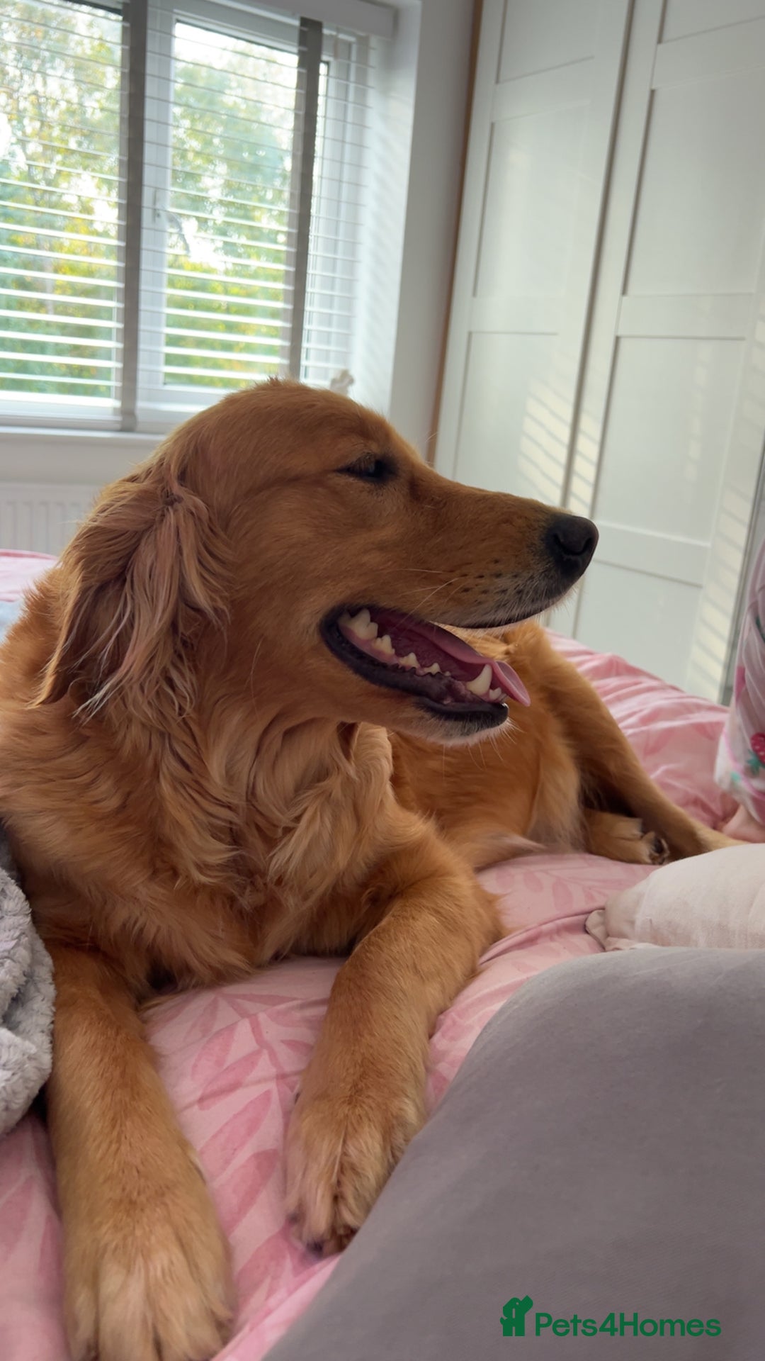 Golden Retriever dogs for sale: WAITING LIST FOR PUPPIES DUE TO LEAVE DECEMBER - Advert 3