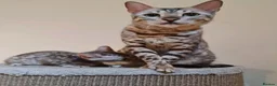 Bengal cats for sale: Retired breeding adults req. purrever pet homes 🐆 in Scunthorpe - Advert 7