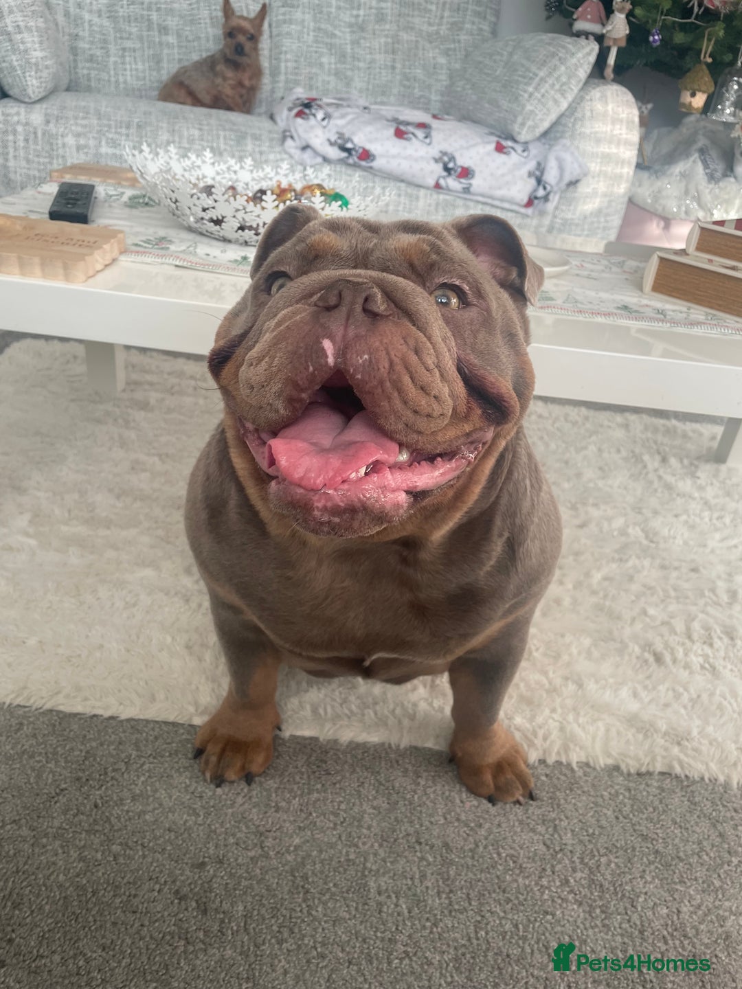 English Bulldog dogs for sale: Nala-Rose 15 month’s old - Advert 3