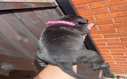 Staffordshire Bull Terrier dogs for sale: Last Stunning girl  - Image 7