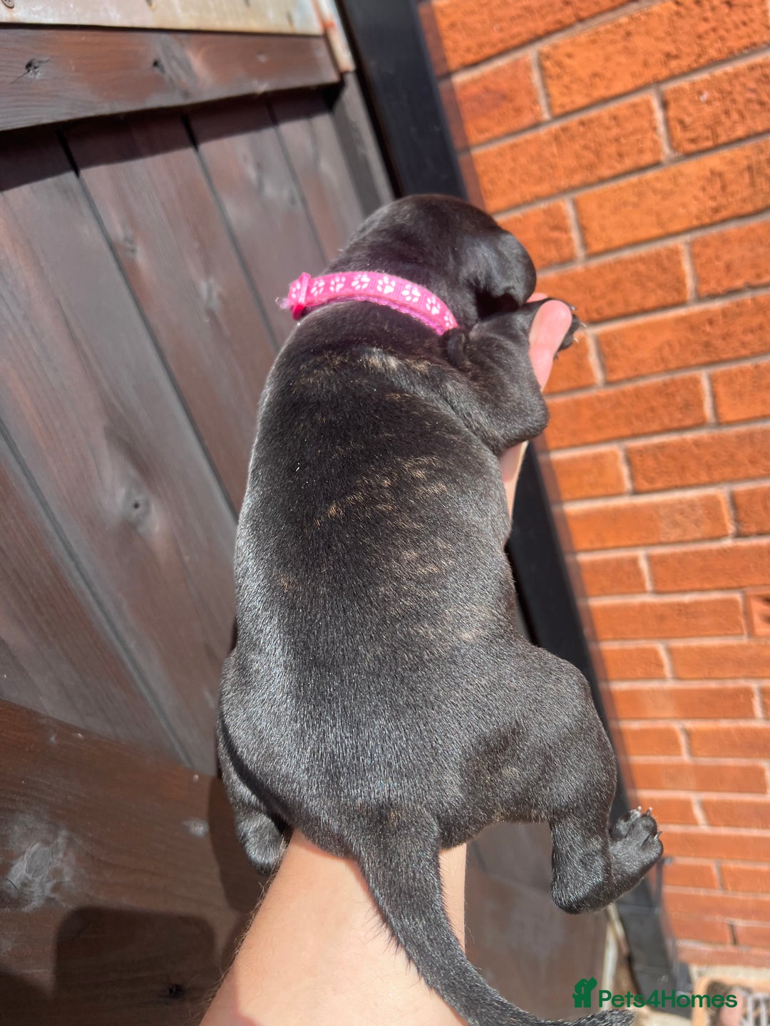 Staffordshire Bull Terrier dogs for sale: Last Stunning girl  - Image 7