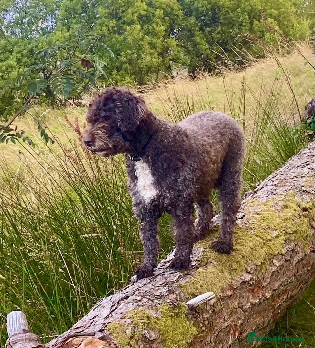 Lagotto Romagnolo dogs for sale: Three wonderful Lagotto pups available now - Advert 25