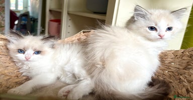Ragdoll cats - Advert 11