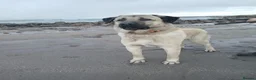 Turkish Kangal dogs for sale: MALE TURKISH KANGAL FOR SALE - Advert 5