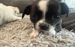 Chihuahua dogs for sale: 4 adorable chihuahua puppies  - Image 2