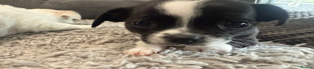 Chihuahua Puppy 1