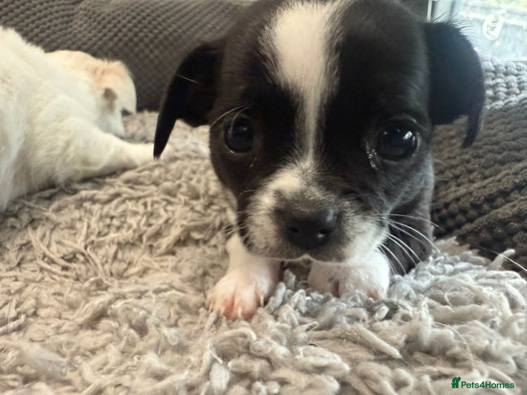 Chihuahua dogs for sale: 4 adorable chihuahua puppies  - Image 2