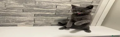 British Shorthair 3