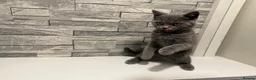 British Shorthair cats for sale: Beautiful British shorthair kittens - Advert 21