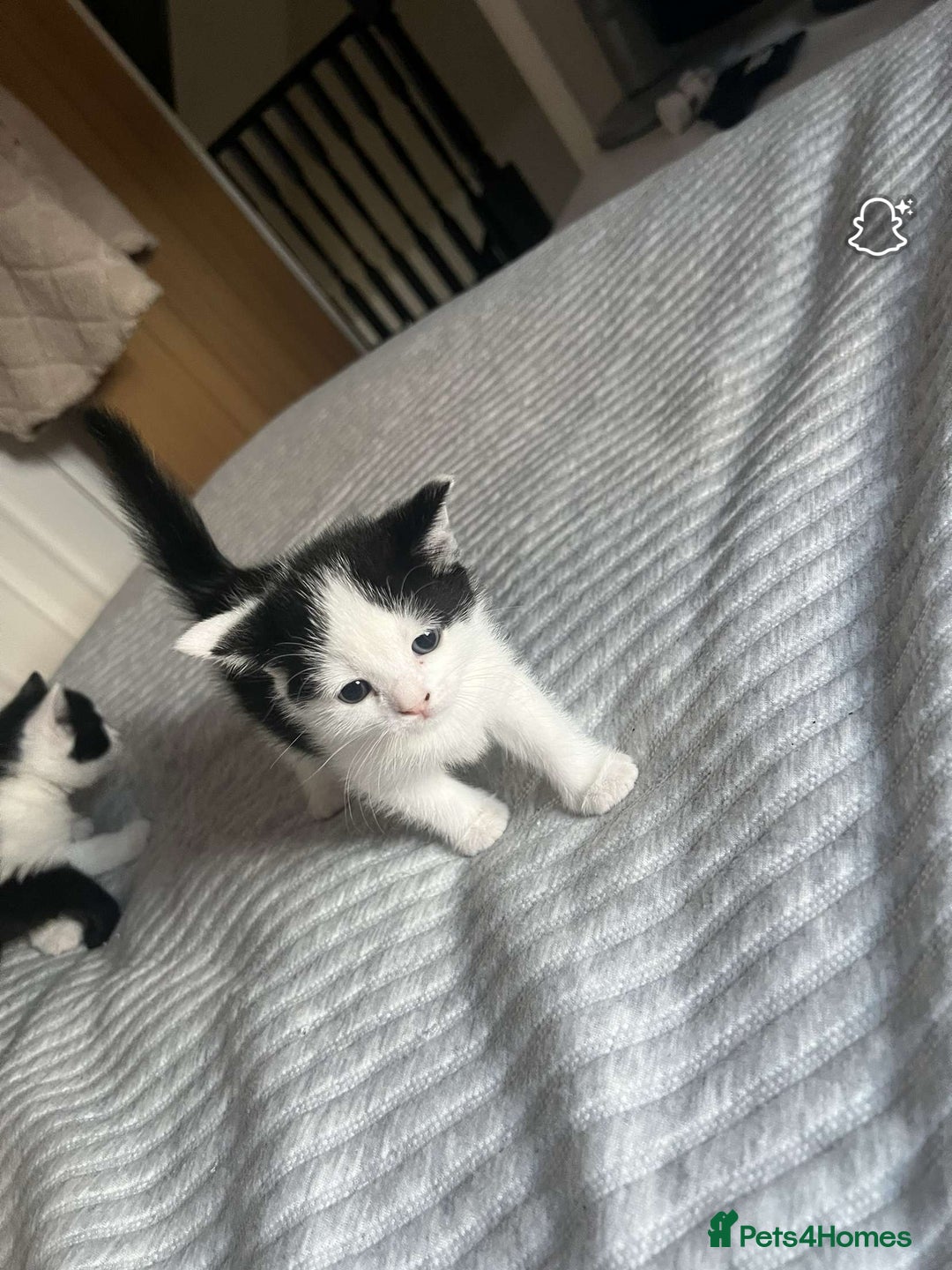 Domestic Shorthair cats for sale: Friendly House Cat Kittens Looking for Homes - Image 1