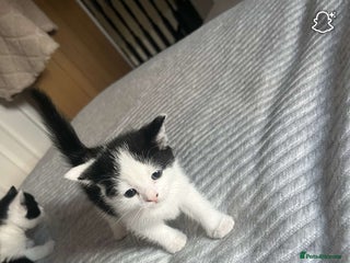 Domestic Shorthair cats - Advert 28