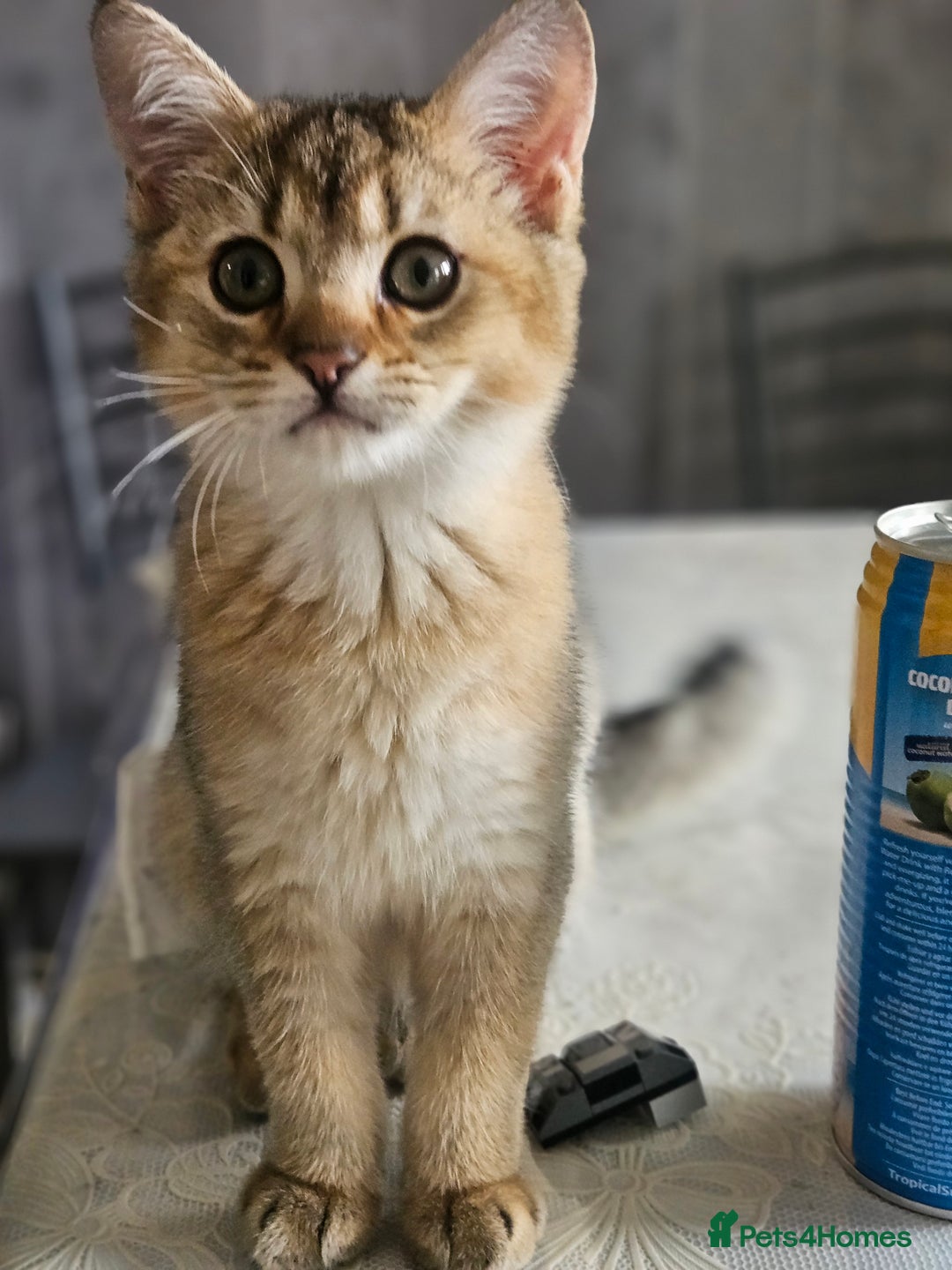 British Shorthair cats for sale: Golden Shaded Kittens looking for Loving Homes!  - Image 12