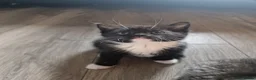 British Shorthair cats for sale: Four beautiful kittens for sale in Fleetwood - Advert 3