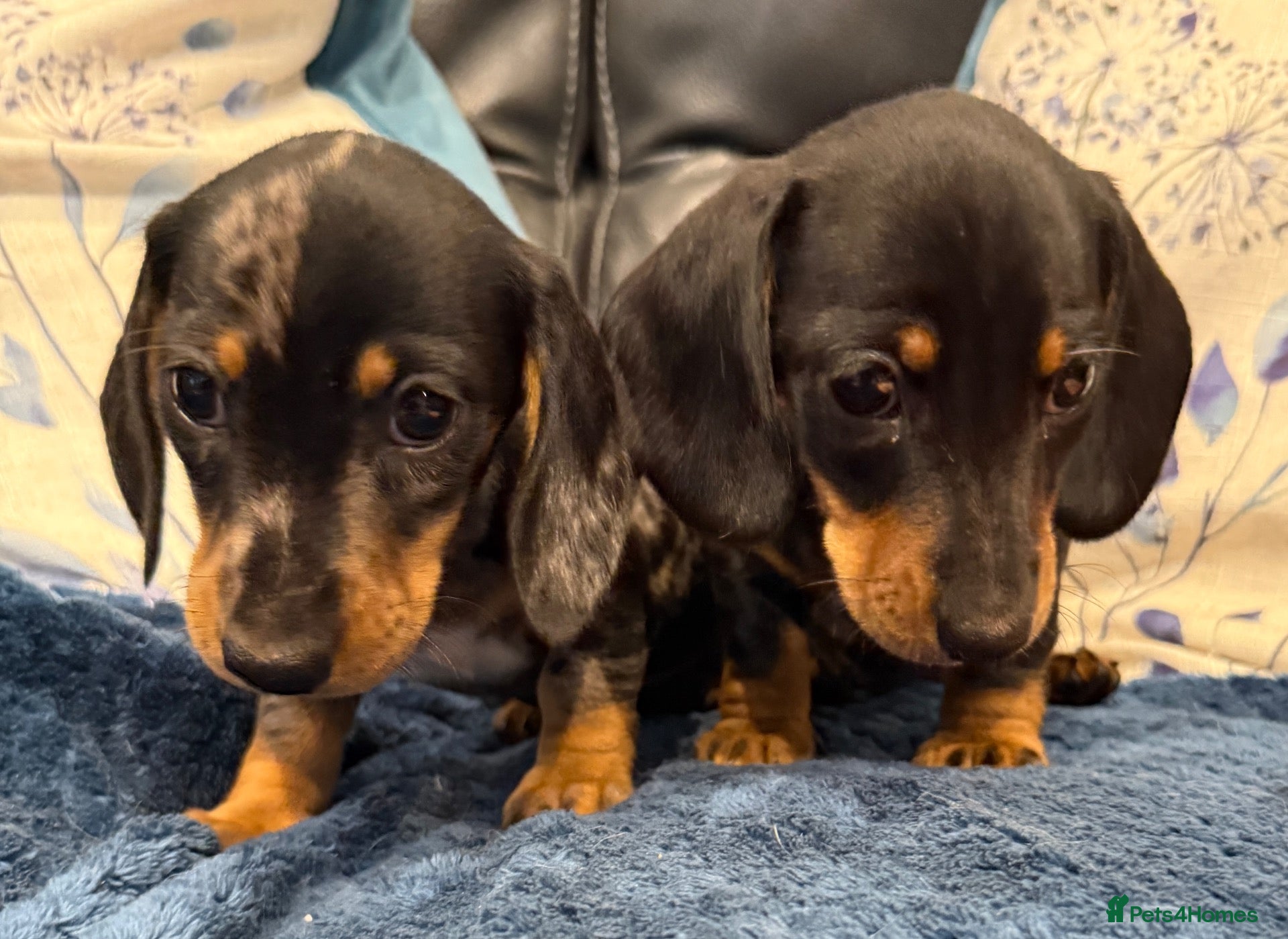 Miniature Dachshund dogs Miniature Smooth Dachshund puppies  - Advert 1